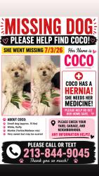 Lost Female Dog last seen Firestone blvd, Los Angeles, CA 90002