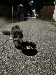 Found/Stray Male Cat last seen Near N Ashland ave 60726, Chicago, IL 60626