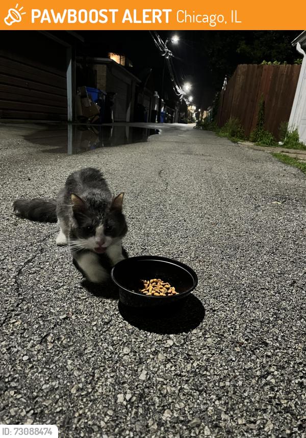 Found/Stray Male Cat last seen Near N Ashland ave 60726, Chicago, IL 60626