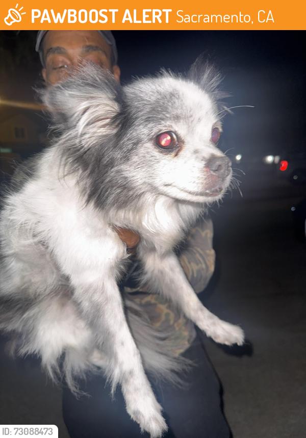 Found/Stray Female Dog last seen Sunnybrae Dr, Sacramento, CA 95823
