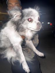 Found/Stray Female Dog last seen Sunnybrae Dr, Sacramento, CA 95823