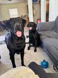 Lost Male Dog last seen By West Riverside Elementary, Riverside, CA 92509