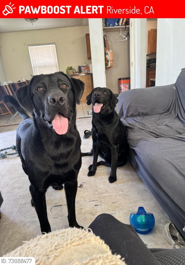 Lost Male Dog last seen By West Riverside Elementary, Riverside, CA 92509