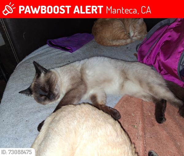 Lost Male Cat last seen Airport and wawona, Manteca, CA 95330