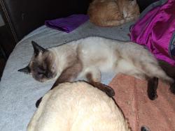 Lost Male Cat last seen Airport and wawona, Manteca, CA 95330