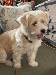 Found/Stray Unknown Dog last seen Glenn n N Stone Ave, Tucson, AZ 85705