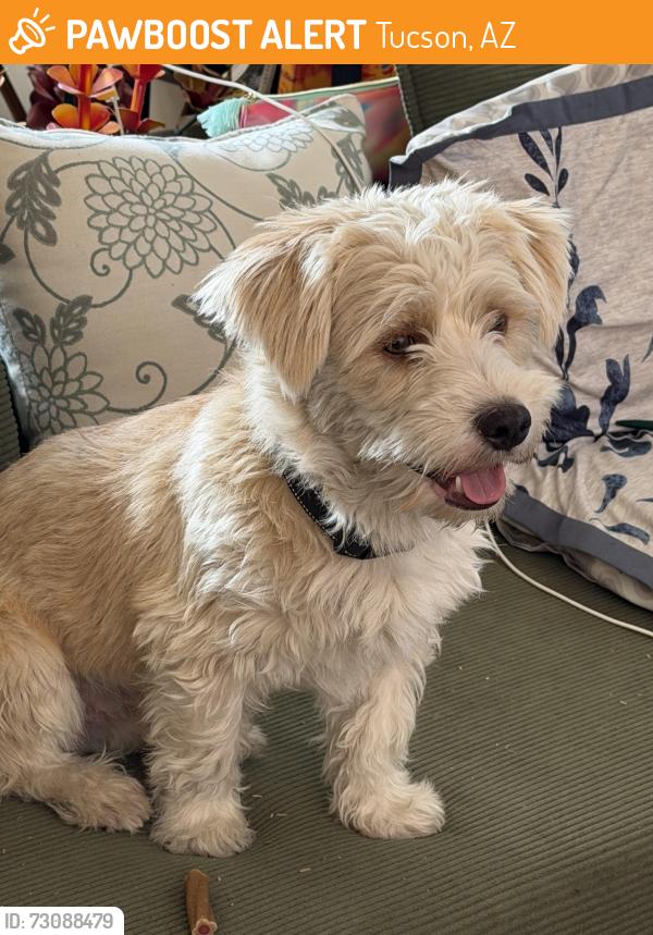 Found/Stray Unknown Dog last seen Glenn n N Stone Ave, Tucson, AZ 85705