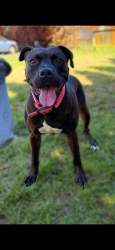 Reunited Female Dog last seen Greenway, Beaverton, OR 97008