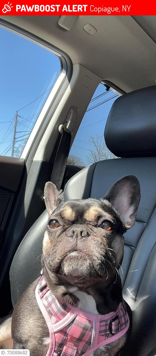 Lost Female Dog last seen Park place, Copiague, NY 11726