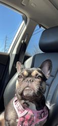 Lost Female Dog last seen Park place, Copiague, NY 11726