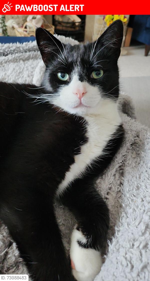 Lost Male Cat last seen Corfe Hills school, Poole, England BH18 9BD