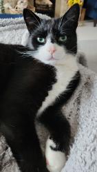 Lost Male Cat last seen Corfe Hills school, Poole, England BH18 9BD