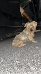 Found/Stray Female Dog last seen Sean haggerty and Mcombs intersection, El Paso, TX 79924