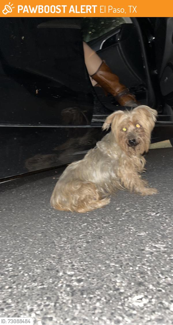 Found/Stray Female Dog last seen Sean haggerty and Mcombs intersection, El Paso, TX 79924