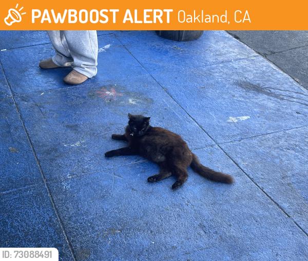 Found/Stray Female Cat last seen Cambodian Street Food, Oakland, CA 94606
