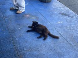 Found/Stray Female Cat last seen Cambodian Street Food, Oakland, CA 94606