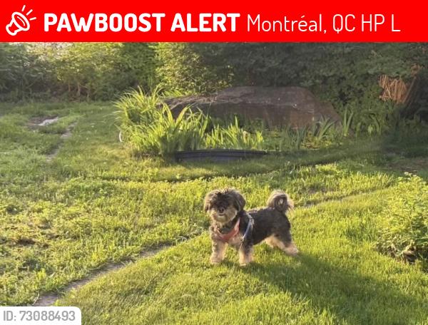 Lost Female Dog last seen couture, langelier, lacordaire, parc ferland, Montréal, QC H1P 2L6