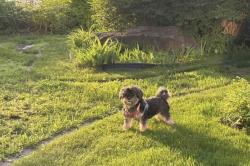 Lost Female Dog last seen couture, langelier, lacordaire, parc ferland, Montréal, QC H1P 2L6