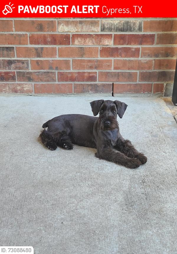 Lost Female Dog last seen Towne Lake Cypress Tx, Cypress, TX 77433