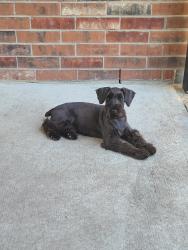 Lost Female Dog last seen Towne Lake Cypress Tx, Cypress, TX 77433