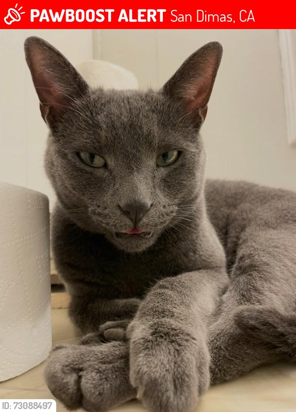 Lost Male Cat last seen Valley center and Covina blvd, San Dimas, CA 91773