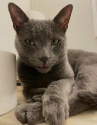 Lost Male Cat last seen Valley center and Covina blvd, San Dimas, CA 91773