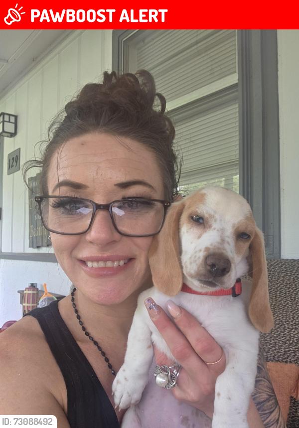 Lost Female Dog last seen Near Eastview, Bolivar Peninsula, TX 77650, Bolivar Peninsula, TX 77650