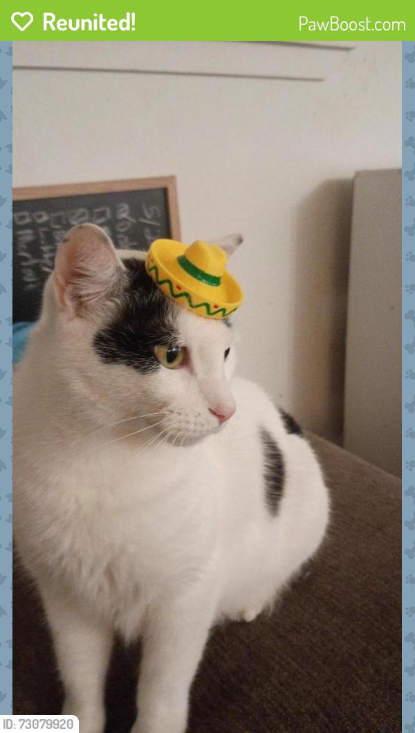 Reunited Male Cat last seen dunlavy and w main st, Houston, TX 77006
