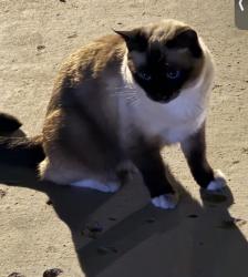 Found/Stray Unknown Cat last seen Lake mead and hollywood, Las Vegas, NV 89156