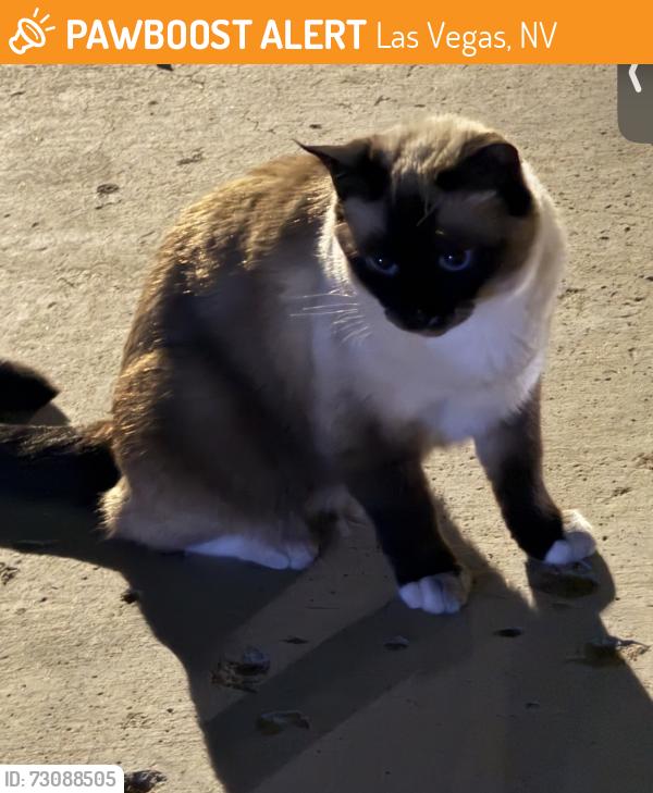 Found/Stray Unknown Cat last seen Lake mead and hollywood, Las Vegas, NV 89156
