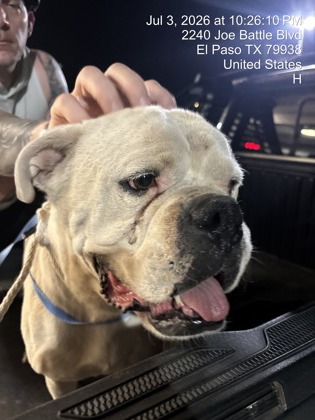 Shelter Stray Male Dog last seen Near Joe Battle, CITY of El Paso, TX, 5001 Fred Wilson Ave, El Paso, TX 79906, USA