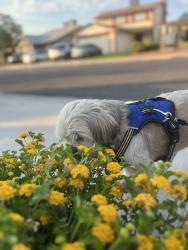 Lost Male Dog last seen Near W Craig Crossing Dr, North Las Vegas, NV 89032, North Las Vegas, NV 89032