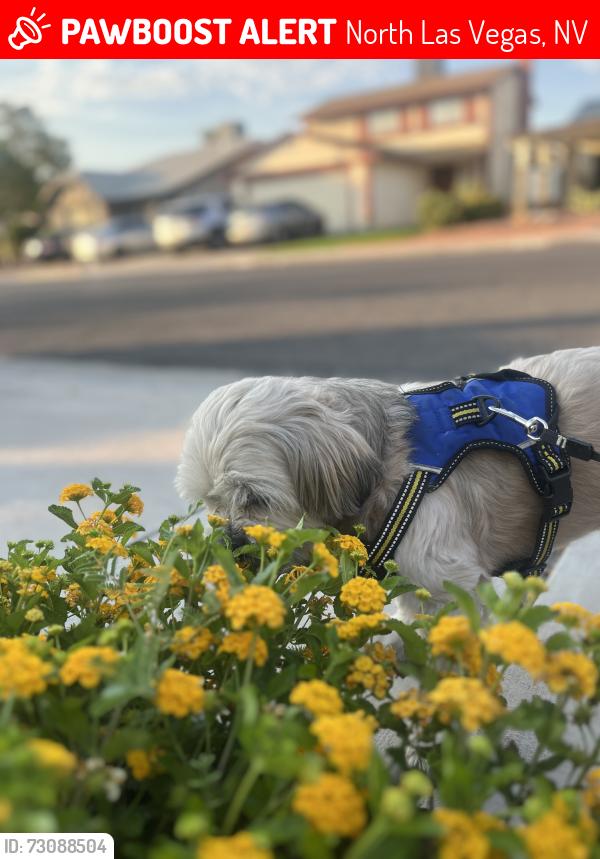 Lost Male Dog last seen Near W Craig Crossing Dr, North Las Vegas, NV 89032, North Las Vegas, NV 89032