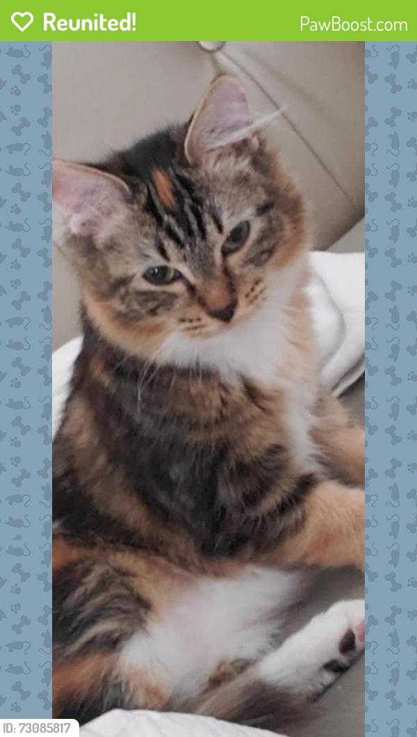 Reunited Female Cat last seen Clinton Drive, Accokeek, MD 20607