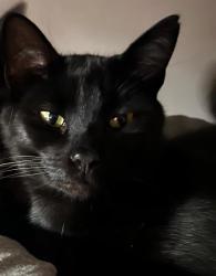 Reunited Male Cat last seen George Mann Close, Wythenshawe, England 