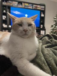 Reunited Male Cat last seen Near Kalamata Way, Rancho Cordova, CA 95742, USA, Rancho Cordova, CA 95742