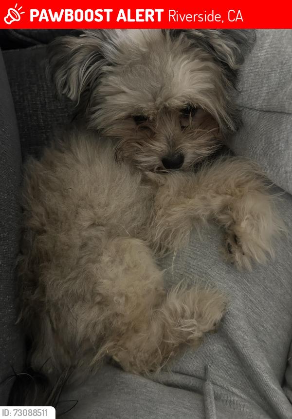 Lost Male Dog last seen helix and aero, Riverside, CA 92509