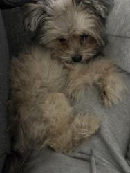 Lost Male Dog last seen helix and aero, Riverside, CA 92509