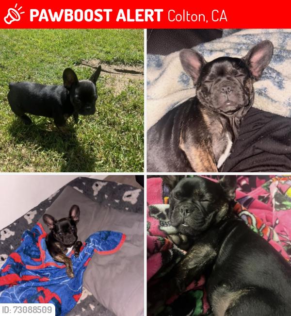 Lost Female Dog last seen W Fogg st CA, Colton, CA 92324