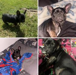 Lost Female Dog last seen W Fogg st CA, Colton, CA 92324