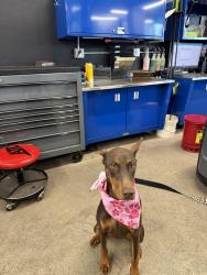 Lost Female Dog last seen 11th street and beachdale, Palmdale, CA 93551