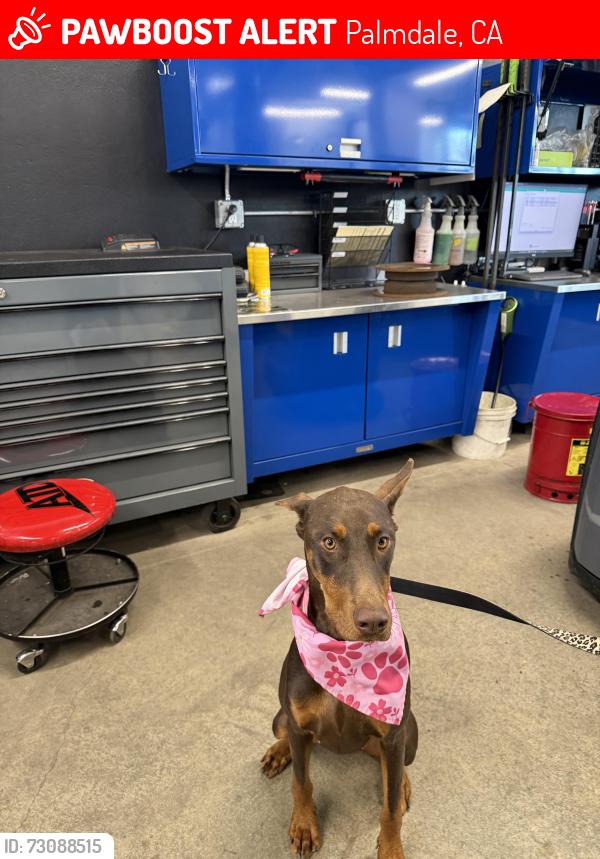 Lost Female Dog last seen 11th street and beachdale, Palmdale, CA 93551
