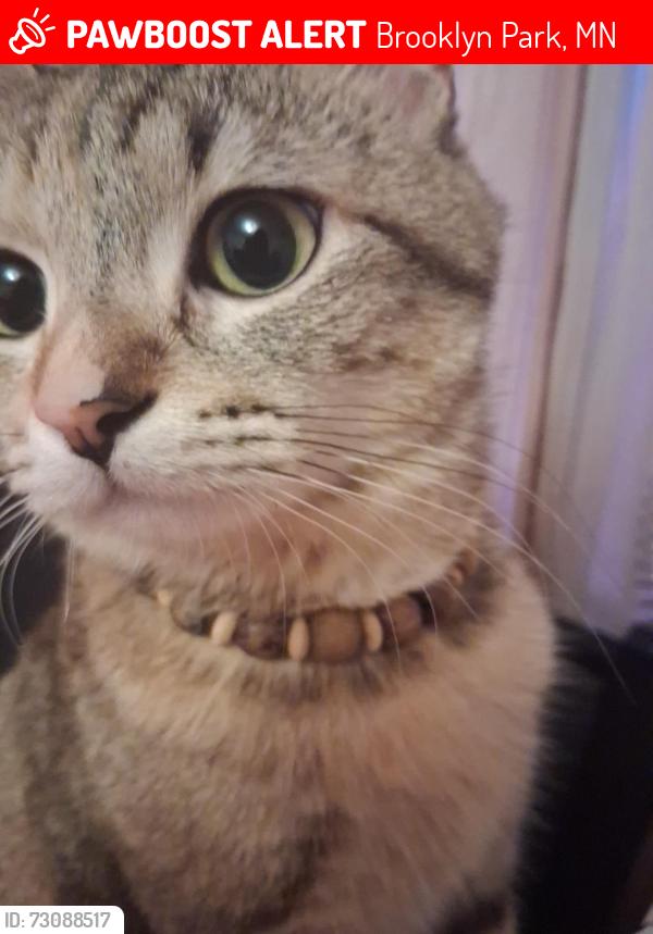 Lost Female Cat last seen Near 69th Ave N, Brooklyn Park, MN 55429