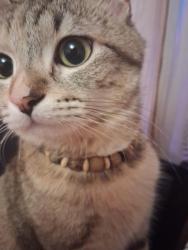 Lost Female Cat last seen Near 69th Ave N, Brooklyn Park, MN 55429