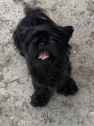 Lost Female Dog last seen Linda lane, Brownsville, TX 78521