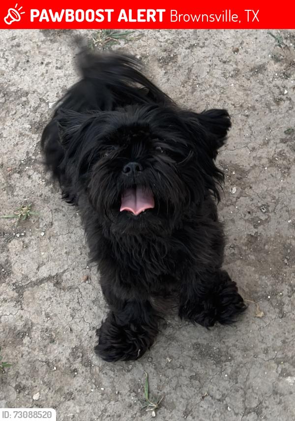 Lost Female Dog last seen Linda lane, Brownsville, TX 78521