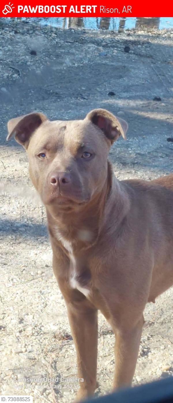 Lost Female Dog last seen Pecan st, Rison, AR 71665