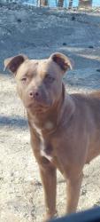 Lost Female Dog last seen Pecan st, Rison, AR 71665