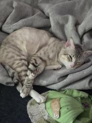 Reunited Male Cat last seen Homann Park and Lacey post office, Olympia, WA 98503