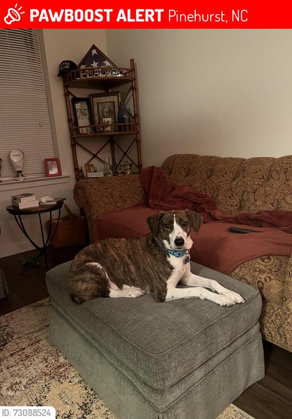 Lost Male Dog last seen course 2, Pinehurst, NC 28374